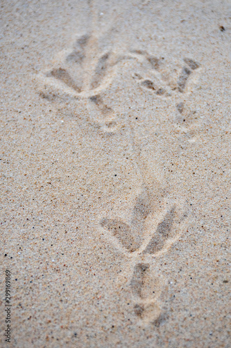 Seagull footprints in the sand, a close up view to the foot imprints in the sandy beach, vertical