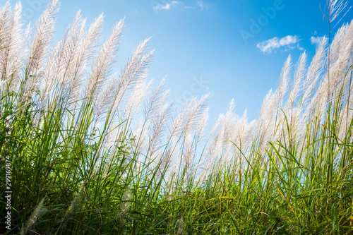 Reed Blooming in Countryside