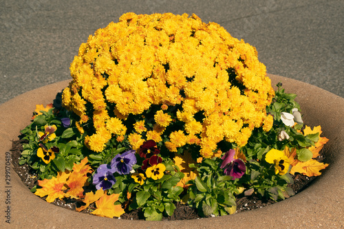 Yellow Chrysanthemum &Pansy Display photo