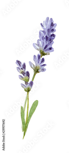 Tender lavender flowers watercolor illustration. Organic Lavandula herb buds and green leaves close up illustration. Medical and aroma lilac herb botanical drawing. Isolated on white background.