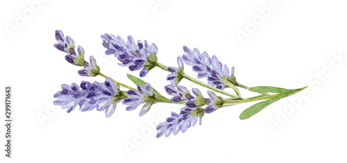 Fotografie, Obraz Lavender flowers watercolor illustration