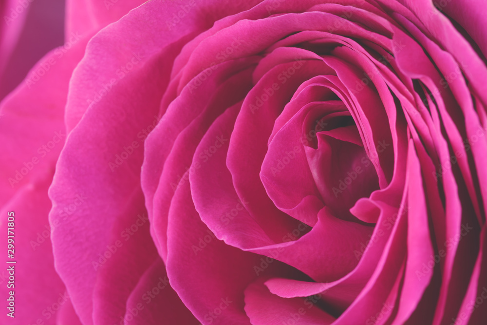 Pink rose flower petals macro background, toned Pink rose flower petals macro background, toned