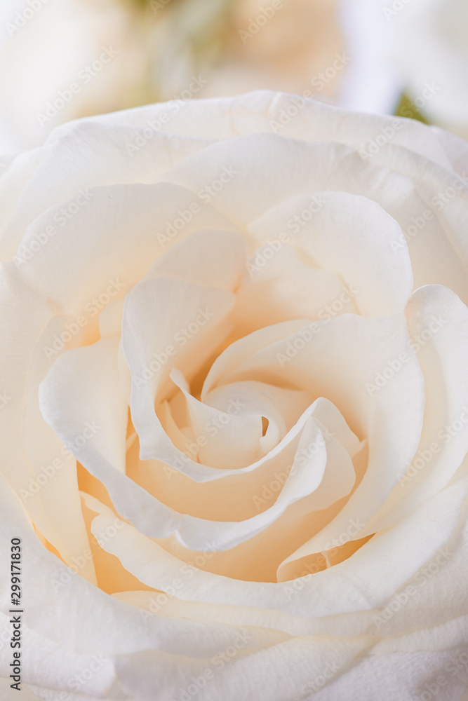 Beige rose flower petals macro background, toned Beige rose flower petals macro background, toned