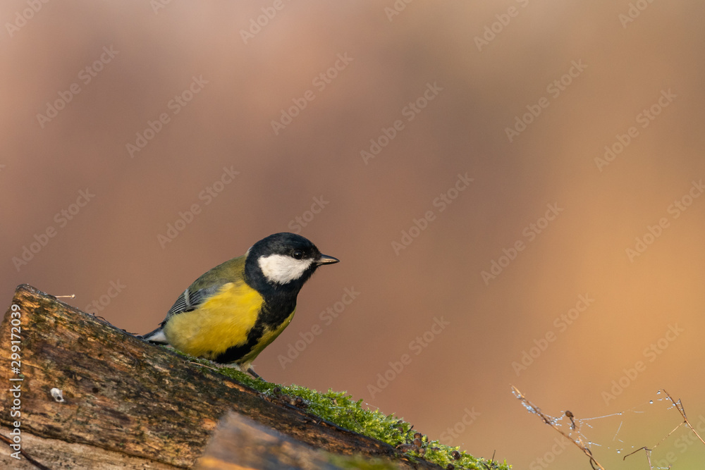 Fototapeta premium Beautiful nature scene with Great tit (Parus major). Wildlife shot of Great tit (Parus major) on branch. Great tit (Parus major) in the nature habitat.