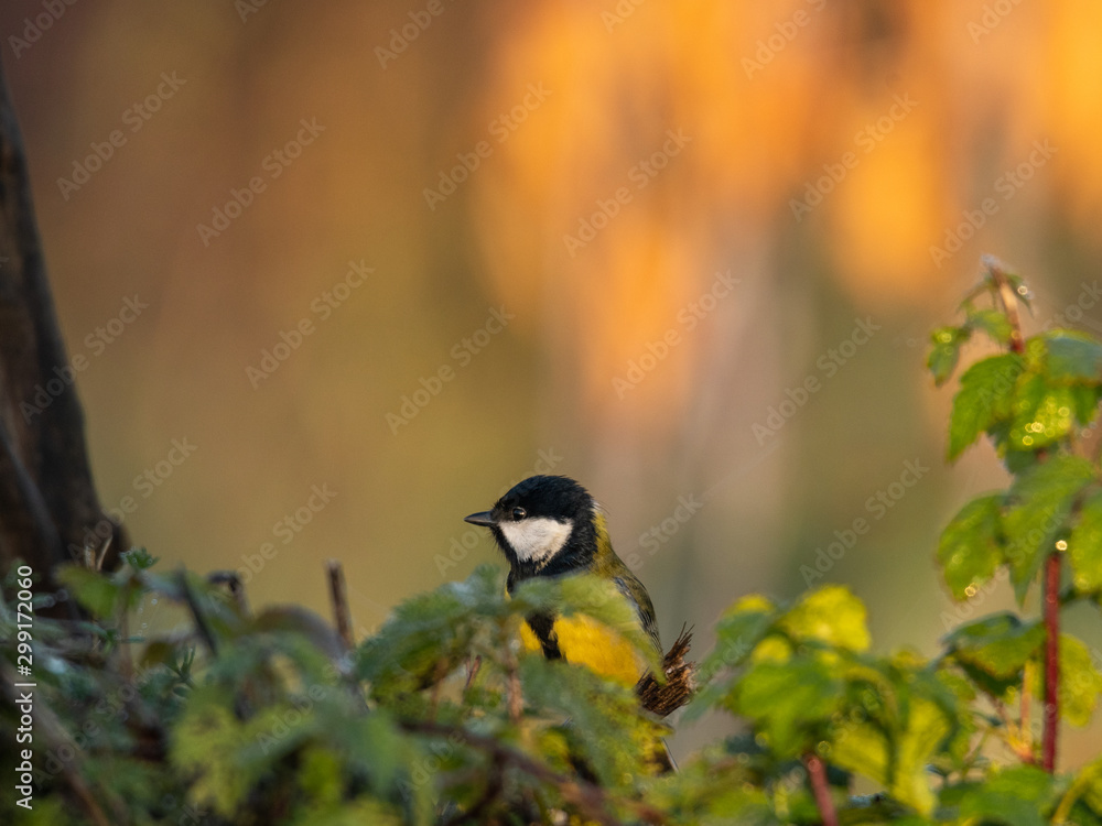 Fototapeta premium Beautiful nature scene with Great tit (Parus major). Wildlife shot of Great tit (Parus major) on branch. Great tit (Parus major) in the nature habitat.