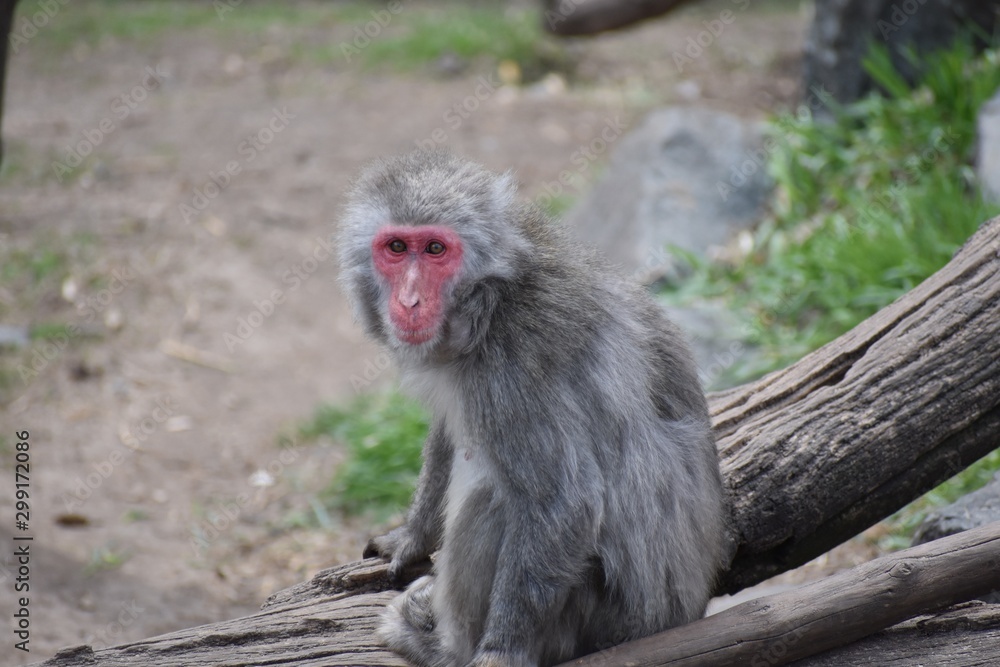 Naklejka premium Gray monkey at the zoo looking