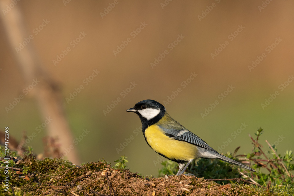 Beautiful nature scene with Great tit (Parus major). Wildlife shot of Great tit (Parus major) on branch. Great tit (Parus major) in the nature habitat. Beautiful nature scene with Great tit (Parus major). Wildlife shot of Great tit (Parus major) on branch. Great tit (Parus major) in the nature habitat.