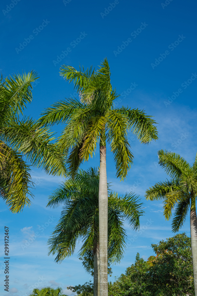 Palm Trees and Blue Skies