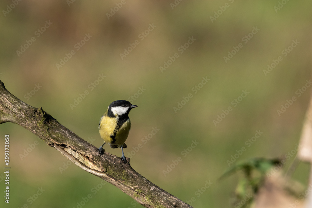 Naklejka premium Beautiful nature scene with Great tit (Parus major). Wildlife shot of Great tit (Parus major) on branch. Great tit (Parus major) in the nature habitat.