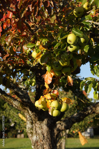 Reife Mostbirnen auf einem 180 Jahre alten knorrigen Birnbaum im Garten