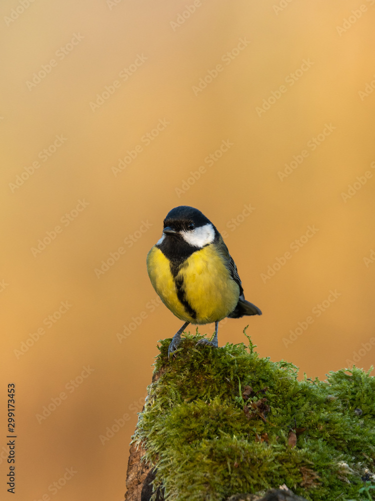 Fototapeta premium Beautiful nature scene with Great tit (Parus major). Wildlife shot of Great tit (Parus major) on branch. Great tit (Parus major) in the nature habitat.