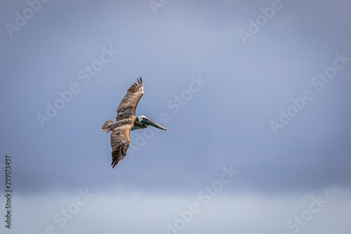 Brown pelican in flight over the blue  sea. Island Saona.