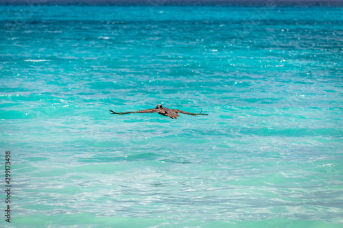 Brown pelican in flight over the blue sea. Island Saona.