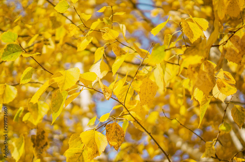 yellow birch autumn leaves, fall background