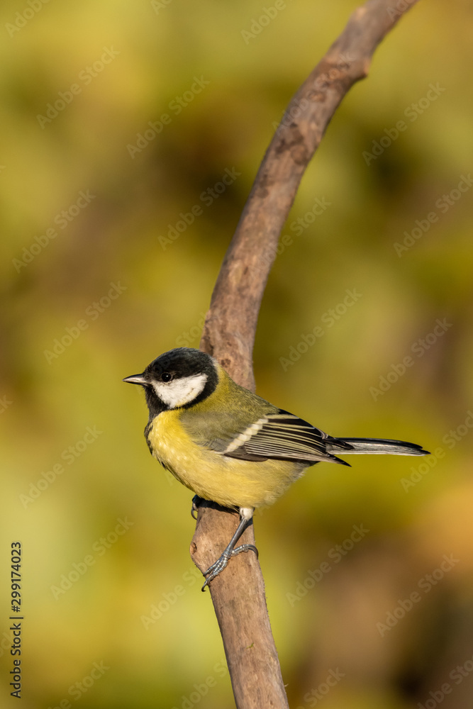 Naklejka premium Beautiful nature scene with Great tit (Parus major). Wildlife shot of Great tit (Parus major) on branch. Great tit (Parus major) in the nature habitat.