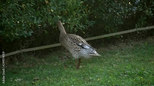 Die Laufente wirkt etwas unschlüssig (Originalton) photo