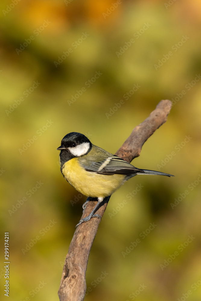 Beautiful nature scene with Great tit (Parus major). Wildlife shot of Great tit (Parus major) on branch. Great tit (Parus major) in the nature habitat. Beautiful nature scene with Great tit (Parus major). Wildlife shot of Great tit (Parus major) on branch. Great tit (Parus major) in the nature habitat.