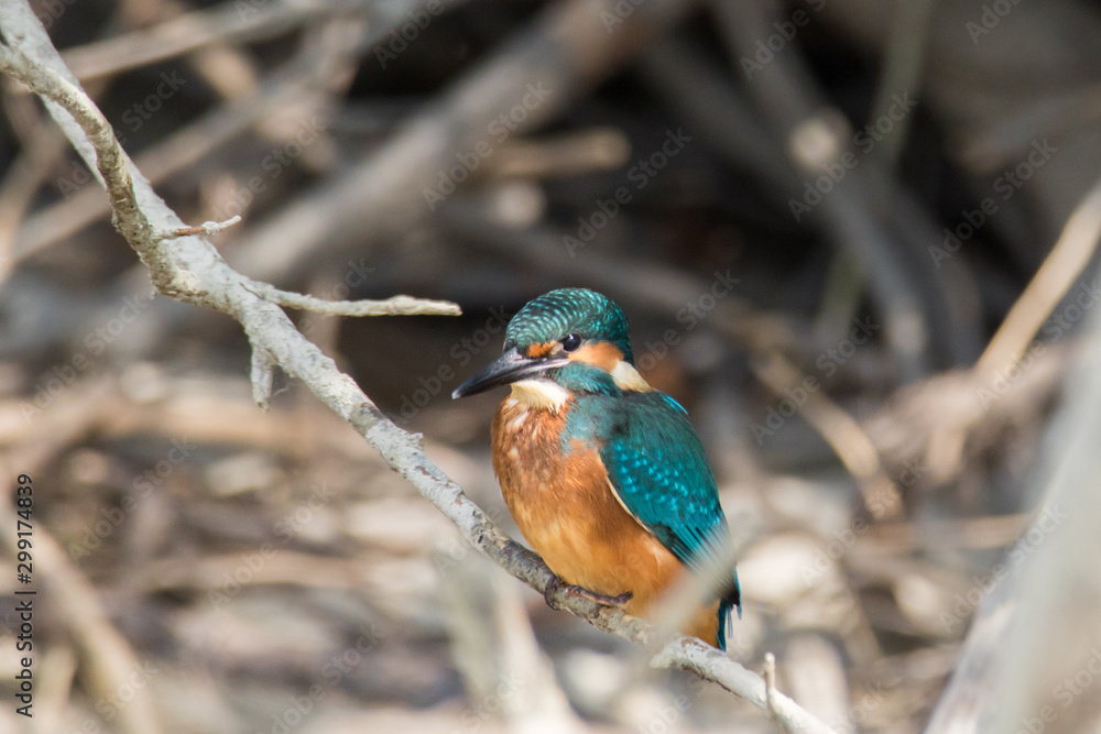 Fototapeta premium Zimorodek zwyczajny (Alcedo atthis)