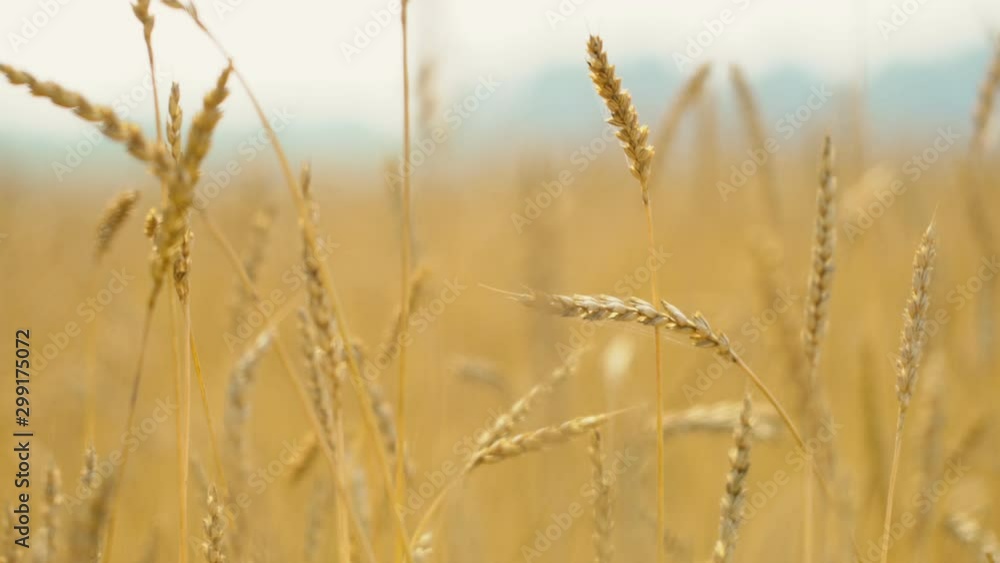 Close up of yellow barley plants in a wheat field at sunset Close up of yellow barley plants in a wheat field at sunset