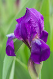 purple iris on a green background