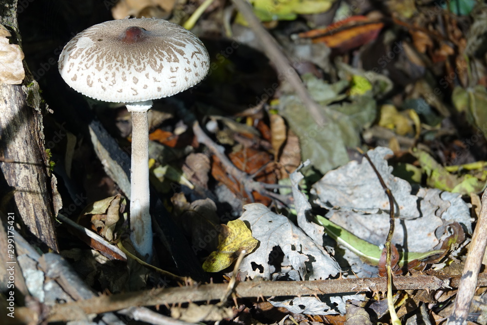 Champignon trouvé dans le massif de la Chartreuse en france Champignon trouvé dans le massif de la Chartreuse en france