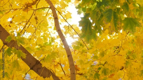 Autumn concept, autumn sunny day, leaves sway from the wind against the backdrop of a solar flare. photo