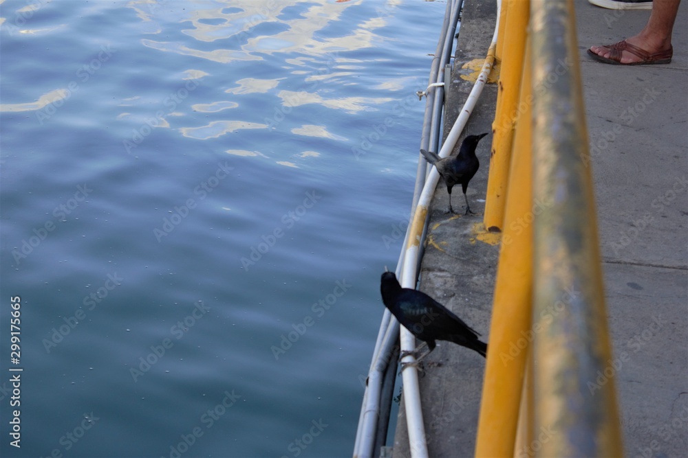 Obraz premium Aves en muelle Panamá