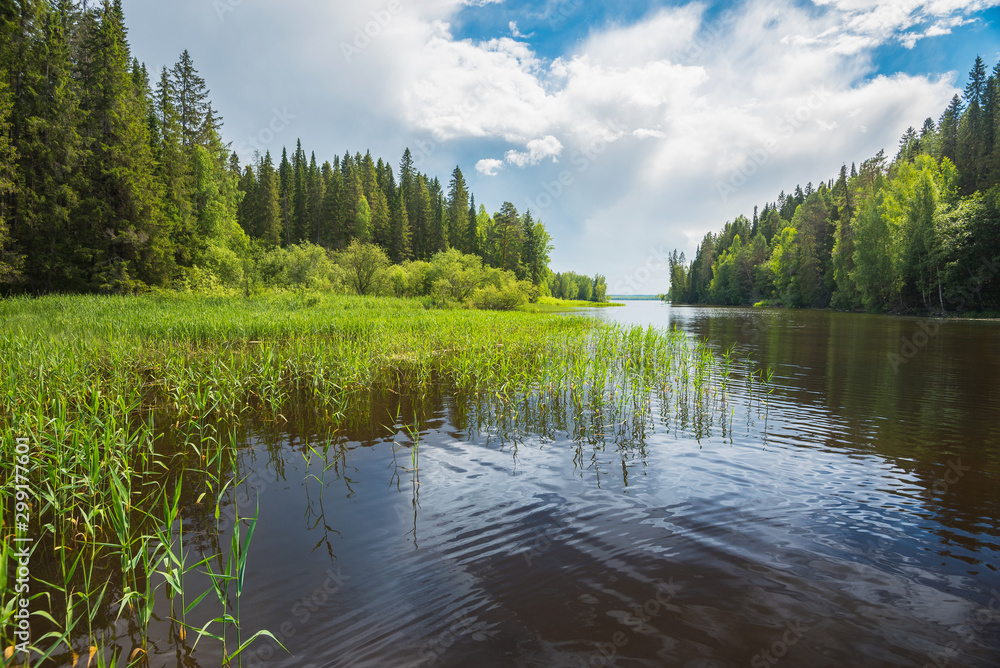 Naklejka premium The valley of the forest river going into the distance, cloudy sky, grass cattails in the water.
