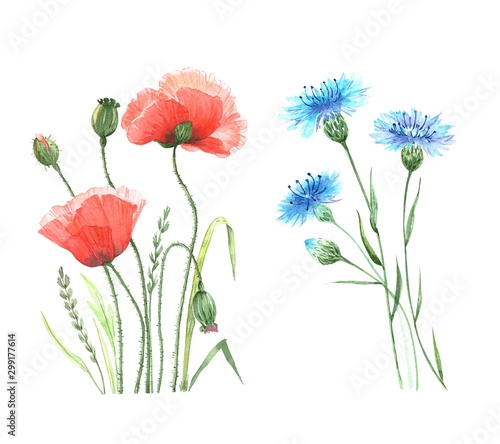 wildflowers red poppies and blue cornflowers, watercolor illustration on white background
