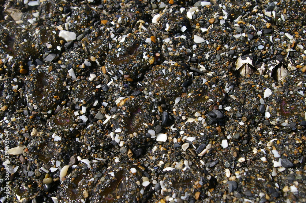 Sand Grains 