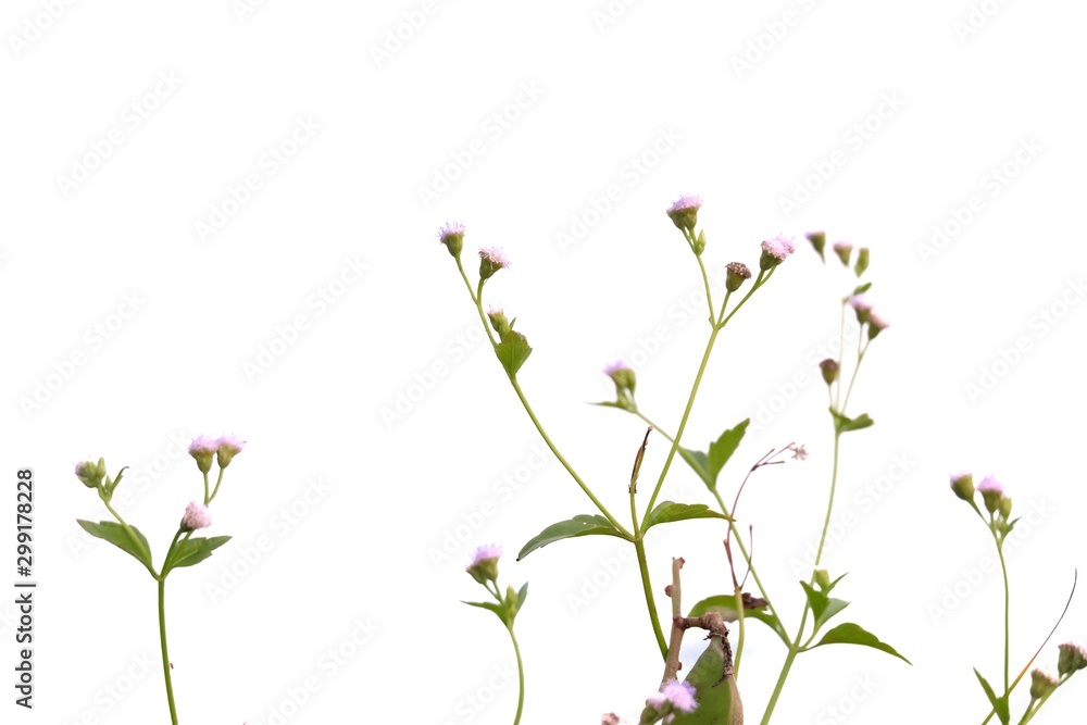 In selective focus wild grass flower blossom on white isolated background 