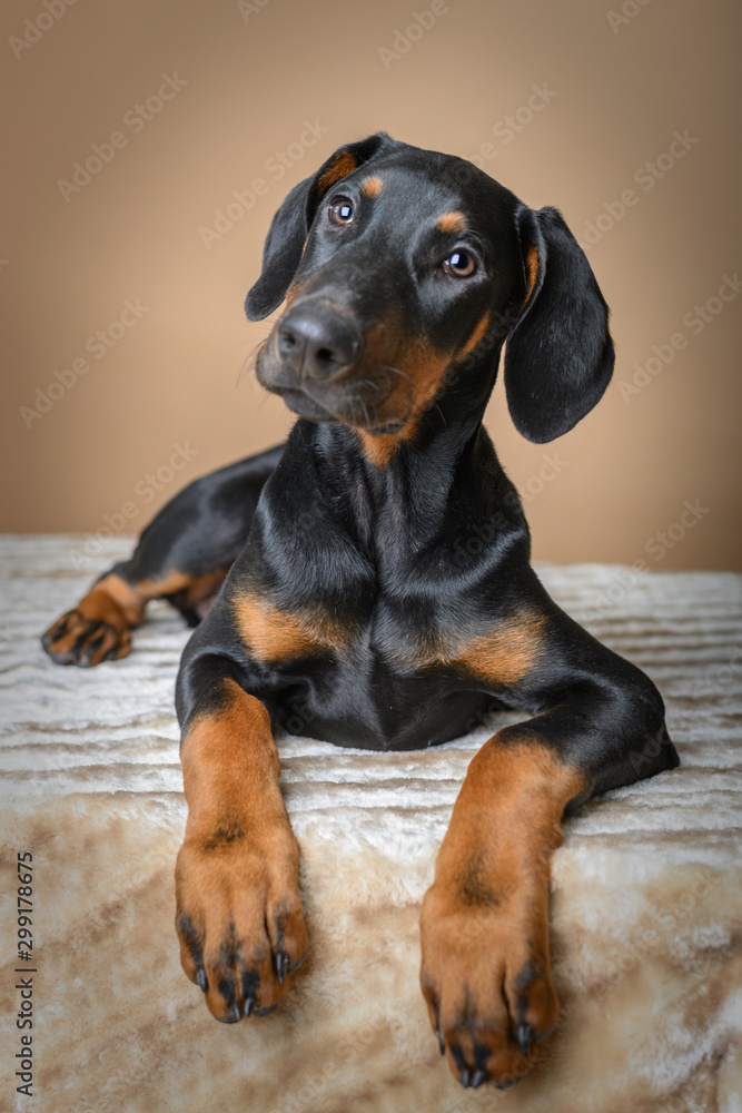 Cutest doberman deals puppies