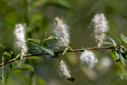 purple willow seeds on the branch