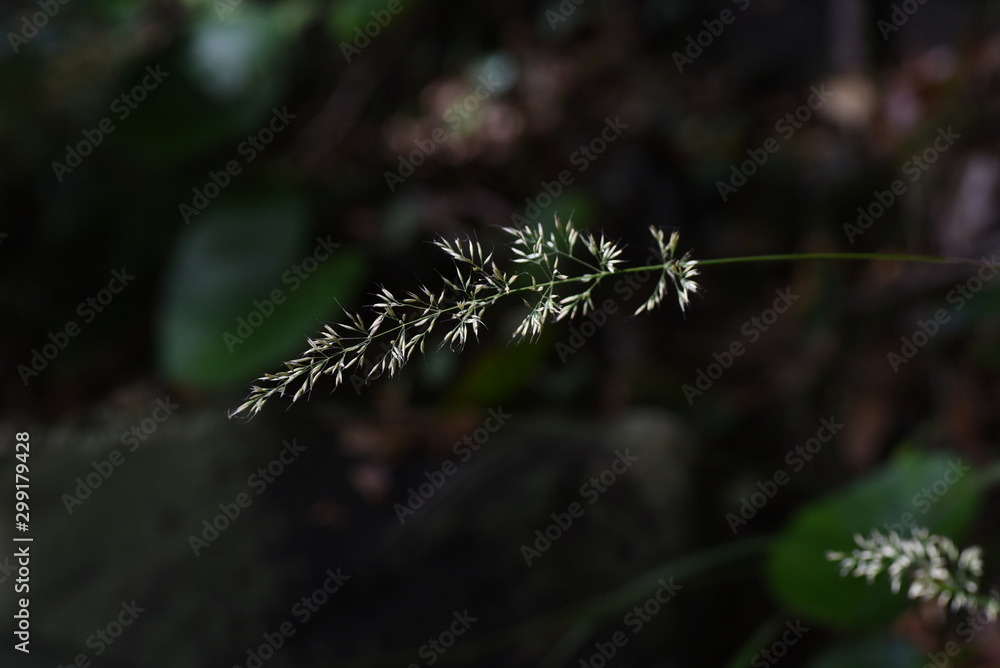 Feather reed grass (Calamagrostis brachytricha) is a poaceae perennial that grows in the mountain path with a panicle spikelet in the fall. Feather reed grass (Calamagrostis brachytricha) is a poaceae perennial that grows in the mountain path with a panicle spikelet in the fall.