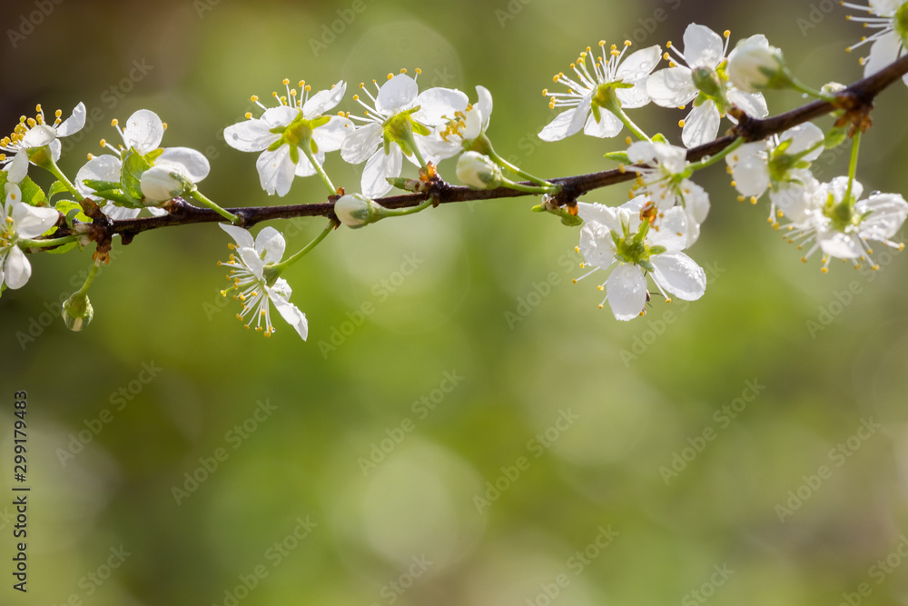 branch with plum flowers, beautiful backdrop for design branch with plum flowers, beautiful backdrop for design