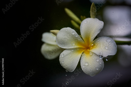 flower and rain