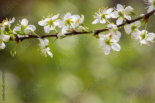 branch with plum flowers  beautiful backdrop for design