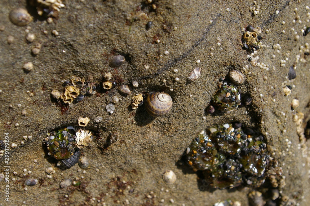 Sea Snails