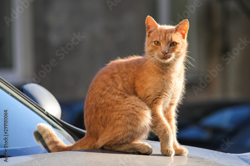 Fotografie, Tablou ginger cat