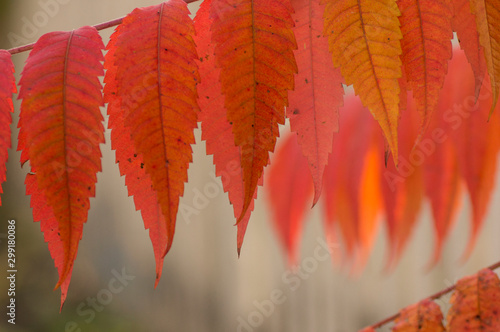 red and orange bright leaves
