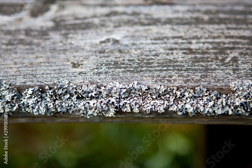 Old grey pine board with moss and lichen