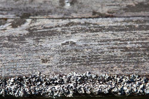 Old grey pine board with moss and lichen
