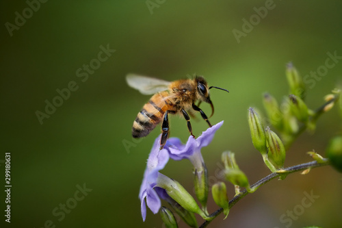 bee on a flower © Joaquin