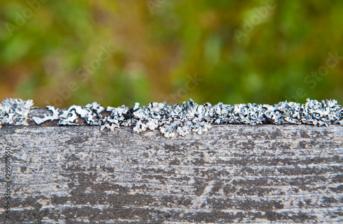 Old grey pine board with moss and lichen