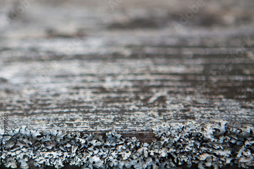 Old grey pine board with moss and lichen