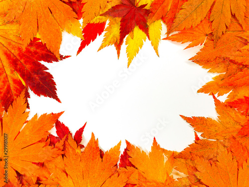 Frame made of autumn maple leaf leaves
