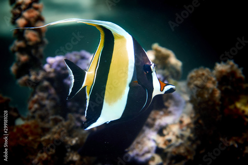 Photography tropical fish