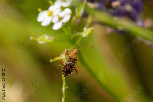 Macro of scentless plant bug sitting on a twig (Rhopalus subrufus)
