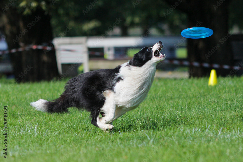 The dog bears frisbee in a mouth The dog bears frisbee in a mouth