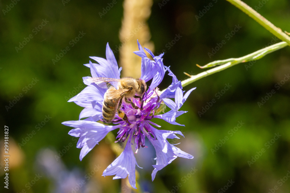 Macro of honey bee feeding on a blue cornflower Macro of honey bee feeding on a blue cornflower
